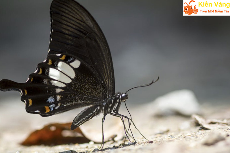Khám phá về ý nghĩa trong tâm linh và phong thủy của bướm đen