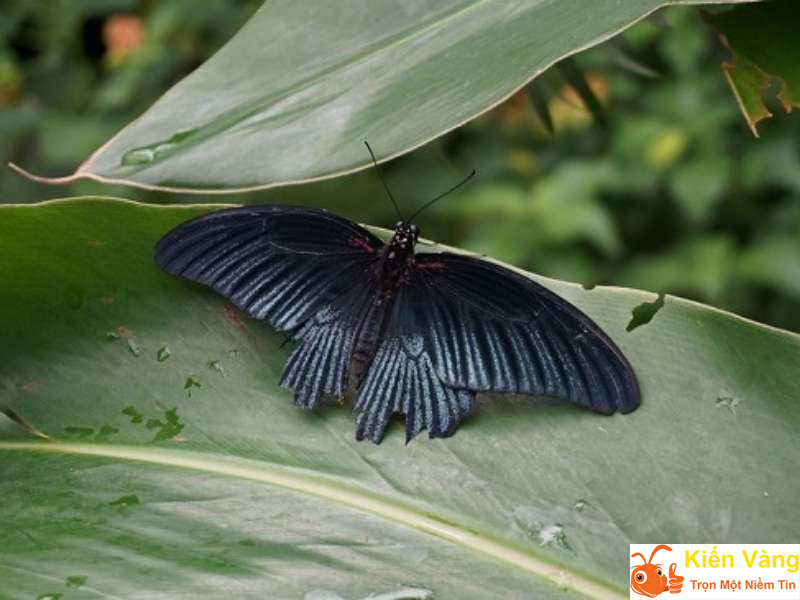 Tùy từng tình huống bướm đen bay vào nhà mà lại mang điềm báo khác nhau